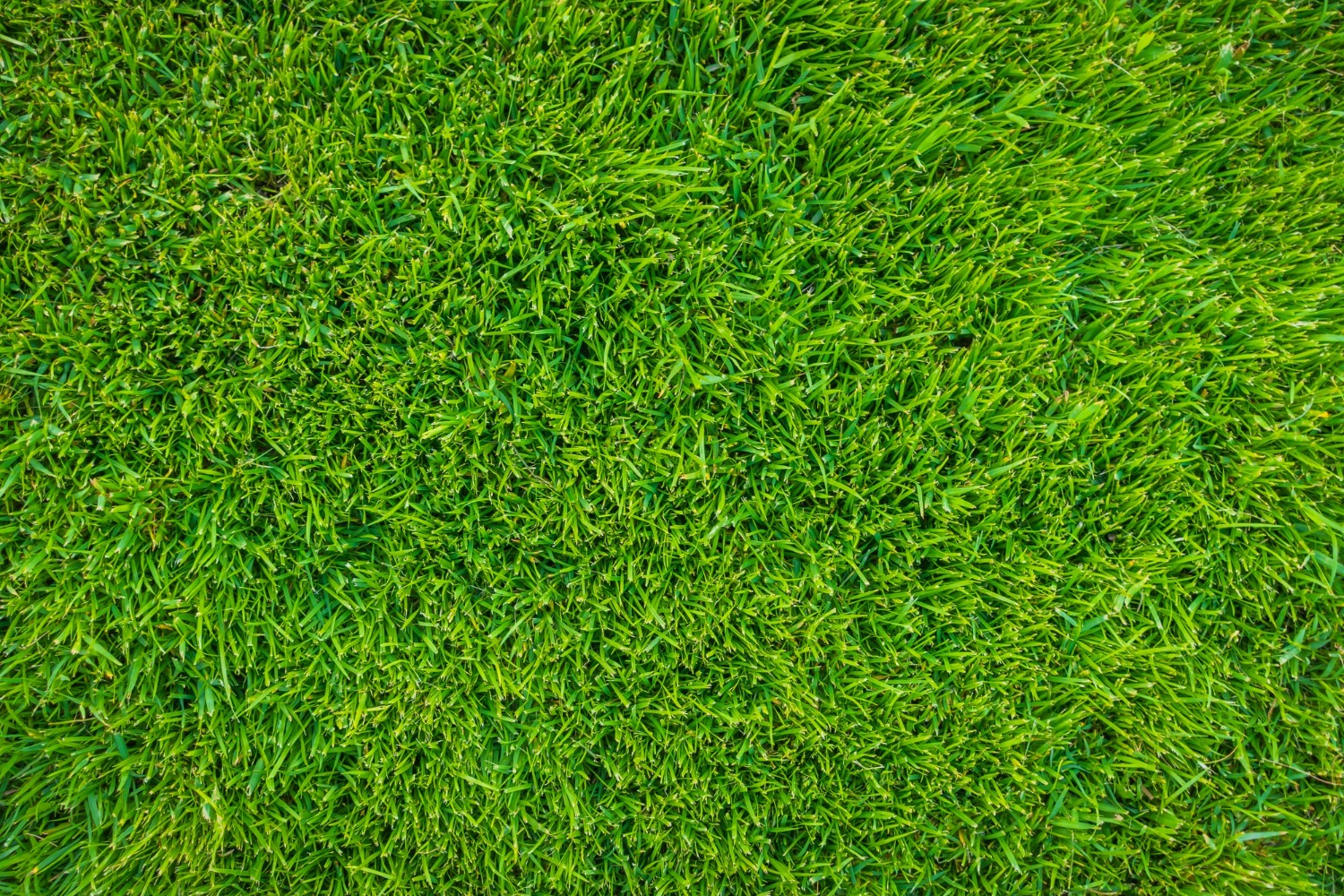 close-up-image-fresh-spring-green-grass